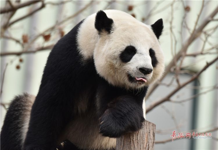 萌翻全场!青岛动物园大熊猫卖萌闹新春