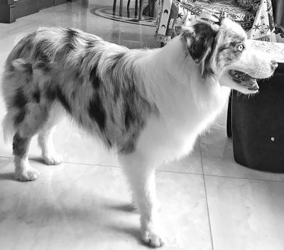 被一名老汉当流浪犬捡走,而这只狗其实是只纯种边境牧羊犬,价值10多