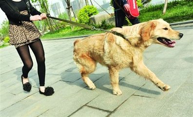 濟南養犬通告：遛狗須清理糞便，狗繩不得長于1.5米