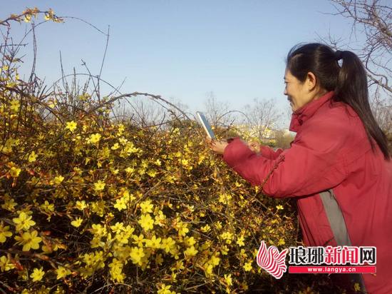 臨沂：迎春盛開又一春