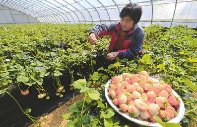 濟南啟動新時期農村人才培養計劃 助力鄉村振興