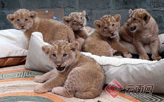 昆明圓通動物園五小“萌”獅首秀亮相萌翻天(組圖)