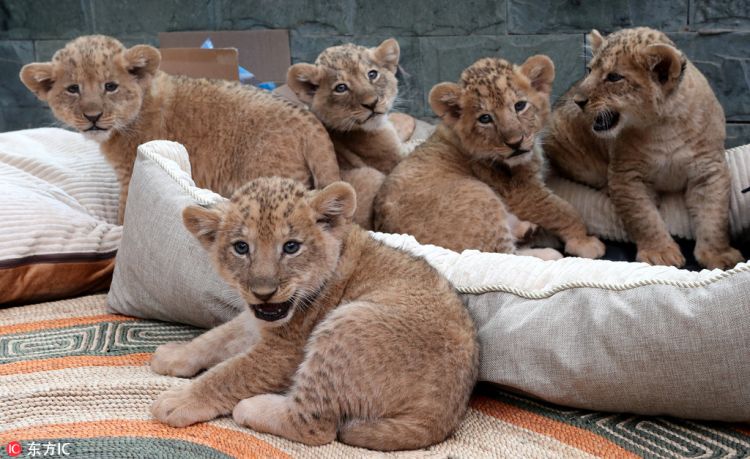 昆明圓通動物園五胞胎小非洲獅首秀亮相 活潑好動眼神無辜太呆萌