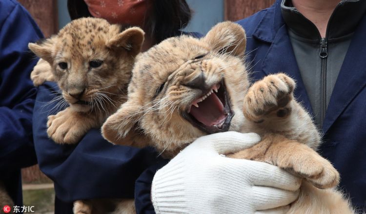 昆明圓通動物園五胞胎小非洲獅首秀亮相 活潑好動眼神無辜太呆萌