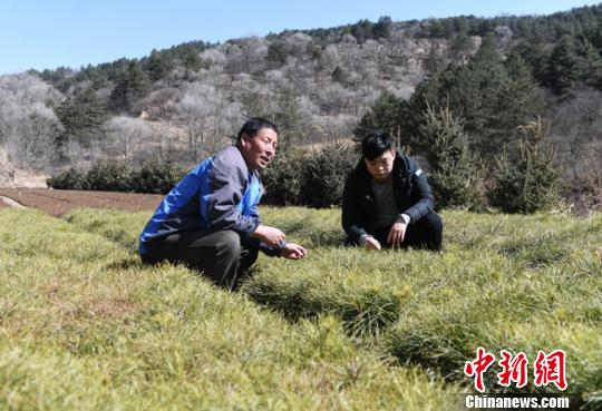 甘肅祖孫三代扎根林區(qū)“植綠”：昔日滿目荒山變綠野