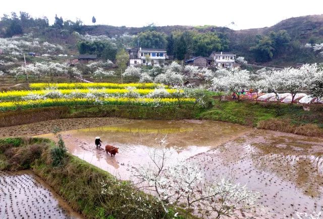 兩會觀察丨為鄉村振興注入“源頭活水”