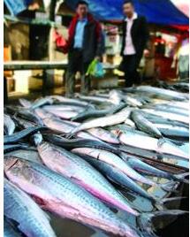 頭茬春鲅魚都是外地貨 青島本地鲅魚再過20天上市