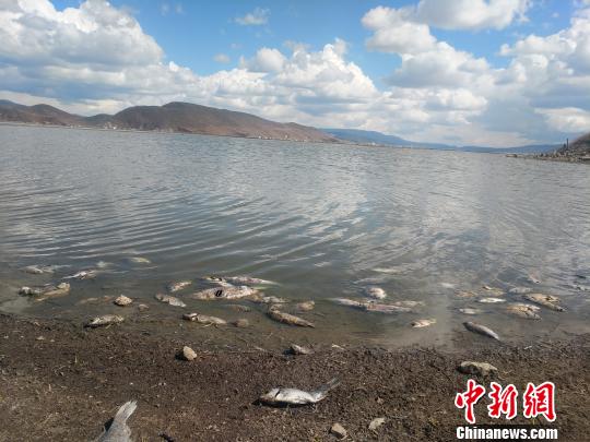 香格里拉納帕海現(xiàn)大量死魚 官方：無序放生等所致