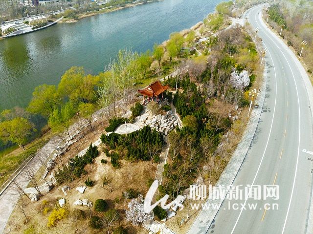 美!聊城滨河大道上的春日景色