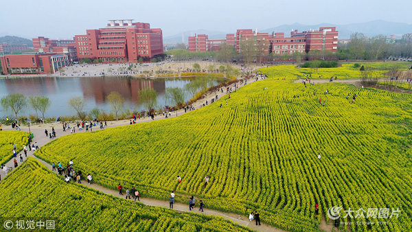 濟南一高校百畝空地種油菜 市民慕名賞景