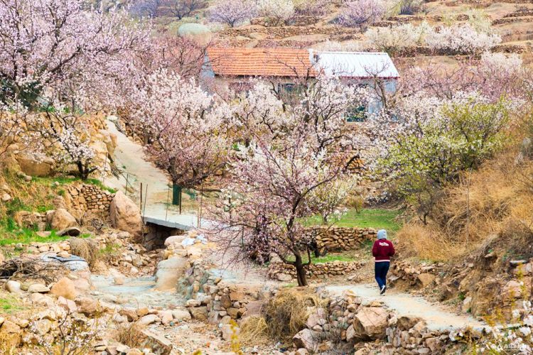 高清:花季青島刷屏朋友圈 遍地美麗鄉(xiāng)村哪個你最喜愛