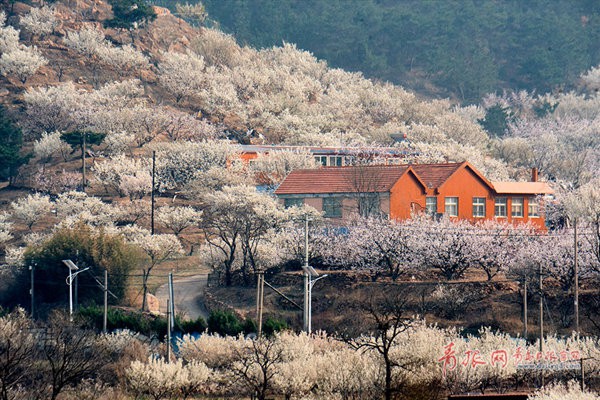 青島：“微旅游”走俏“賞花”為第一關鍵詞