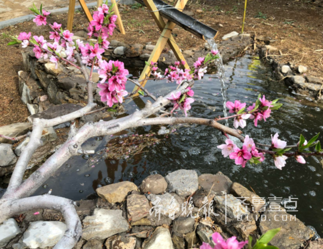 沂源桃花島桃花節開幕，國際設計大師用藝術活化鄉村