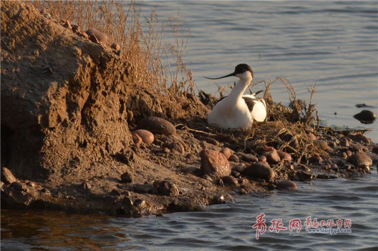 鷸鳥進入繁殖季 青島沿海灘涂上安家孵化幼鳥(圖)