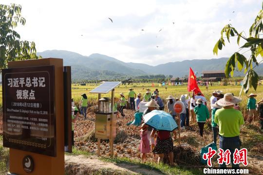 三亞南繁迎水稻收獲季 水稻科普文化長廊正式開展