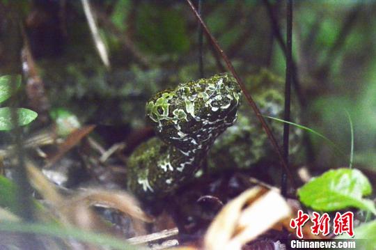 國寶級珍稀動物“莽山烙鐵頭蛇”現(xiàn)身廣東南嶺