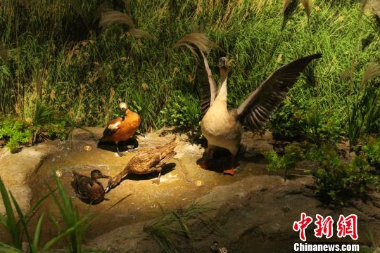 198件“濕地精靈”珍稀鳥類標本亮相山東博物館