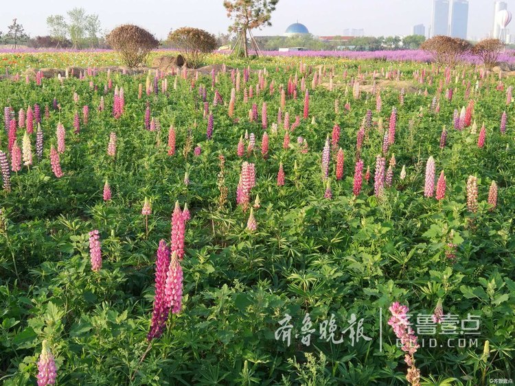 情報站|見過“魯冰花”嗎?日照海濱就有