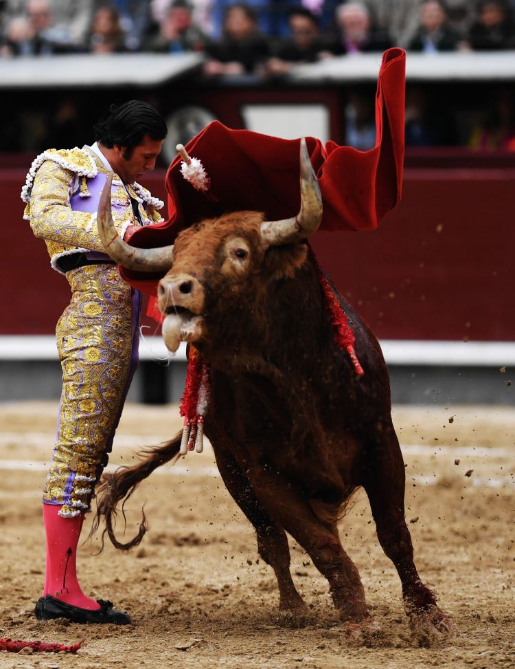 5月22日,斗牛士在西班牙马德里的拉斯本塔斯斗牛场表演斗牛