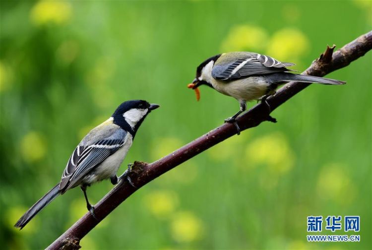 濟(jì)南：尋找初夏大美之鳥(niǎo)