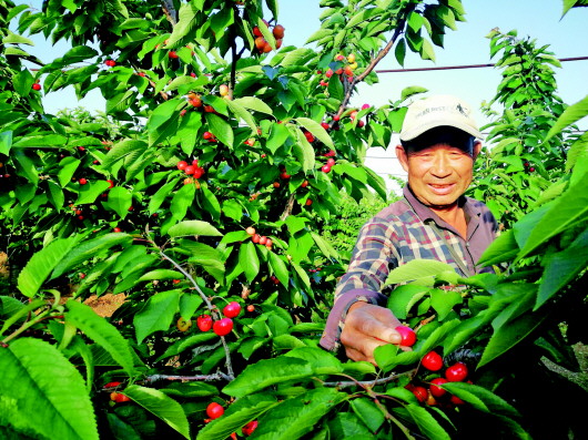 煙臺露天大櫻桃上市 開花期遇霜凍全國多產區減產