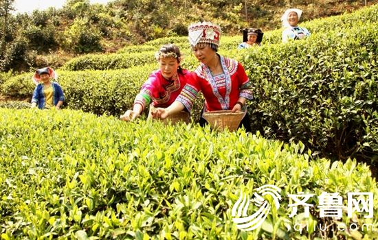 歙縣茶葉照片