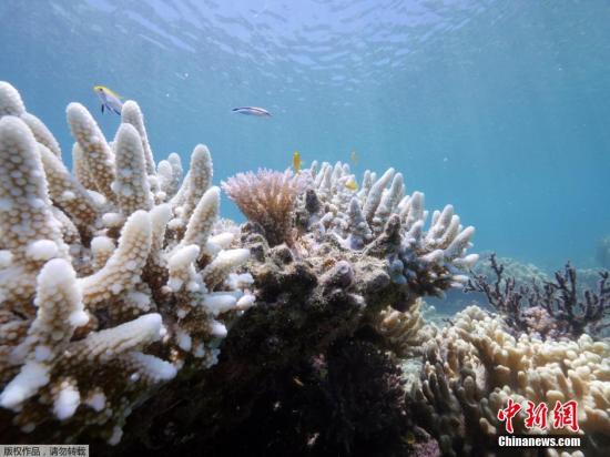 研究：海水變暖變酸 澳大利亞大堡礁生存受威脅