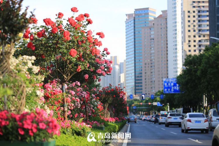 行走在路上別忘了沿途的風景 市北鮮花大道了解一下