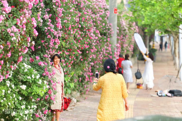 青島薔薇盛開花滿街，最美公交站成熱門取景地