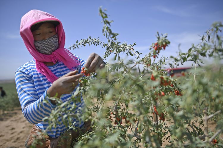 寧夏：頭茬枸杞采摘忙