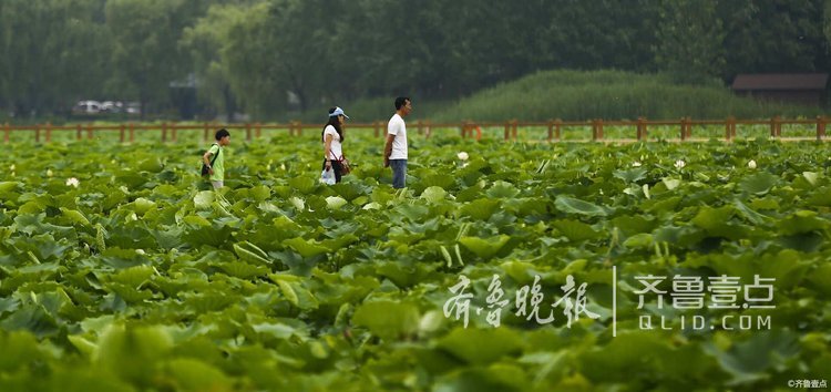 情報站|棗莊濕地十里荷花廊令人陶醉