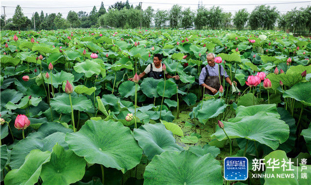 初夏的这里,30多种荷花竞相开放