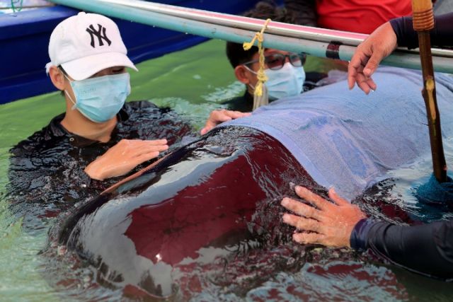 鲸鱼塑料袋死亡的图片图片