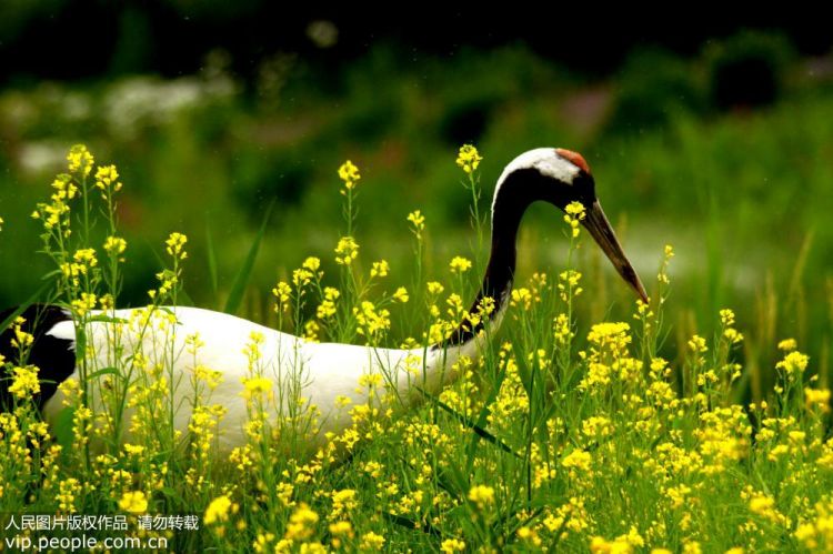 甘肅張掖：夏日丹頂鶴漫步油菜花叢