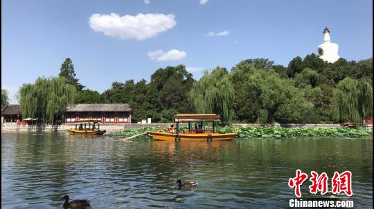 北海公園舉辦荷花展 荷花湖8000平荷花競相綻放