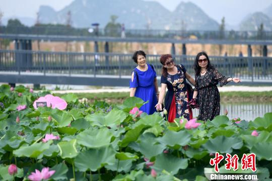 廣西貴港千畝荷花競相綻放引游人