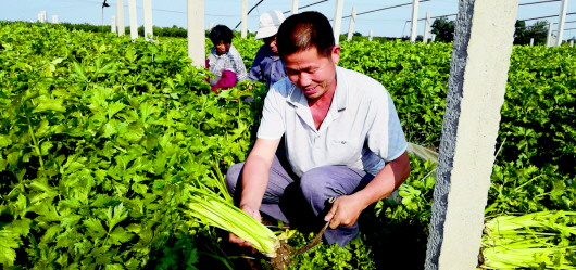 上天下海還喝牛奶 馬家溝芹菜成就蔬菜“明星”