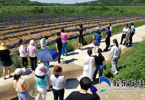 棲霞市國家現代農業產業園實現鄉村振興