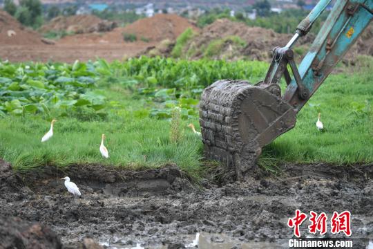 通訊：葡萄與新房“揮淚讓路”大理洱海保護