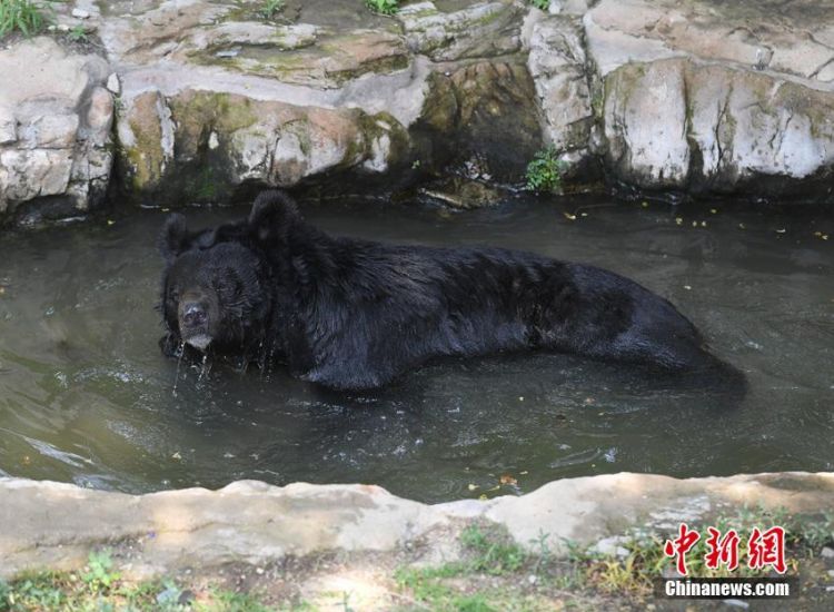 長春開啟“燒烤”模式 動物避暑有妙招