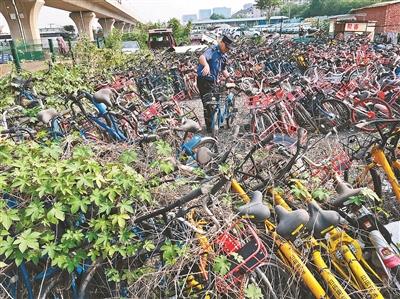 北京大量被暫扣共享單車無人領(lǐng) 落灰長草藤蔓纏繞