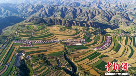 甘肅黃土塬金色麥浪“翻滾” 機器、鐮刀夏收忙