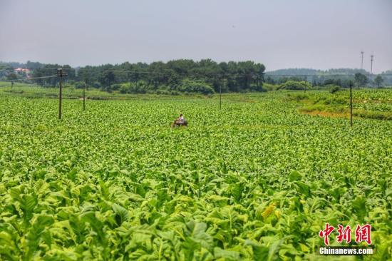 兩部門：煙葉價外補貼統一按收購價款的10%計算