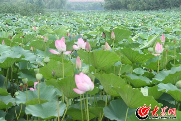 單縣東溝河濕地公園荷花盛開 帶來仲夏愜意美景