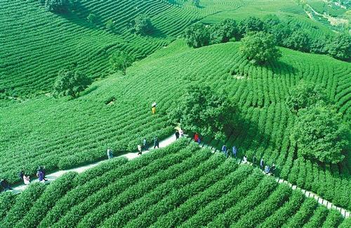 浙江安吉：先富幫后富 茶苗送深情