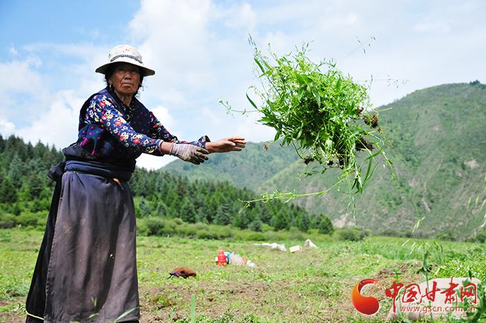 甘南州夏河縣：農(nóng)村“三變”添活力 隆哇溝里藥材香