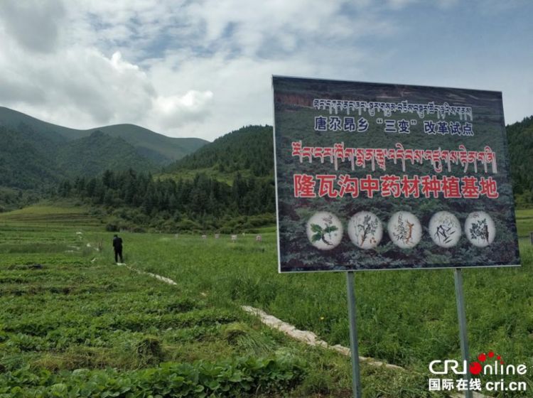 甘肅夏河：精準扶貧 高原上開出幸福之花