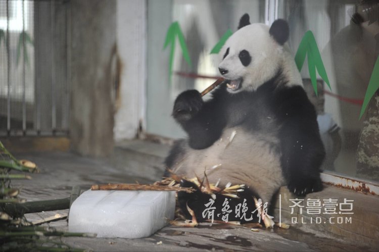 噴淋浴、抱冰塊，高溫天動物避暑有高招