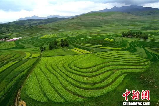 探訪青海最大油菜籽加工基地 感受土鄉(xiāng)綠色純凈