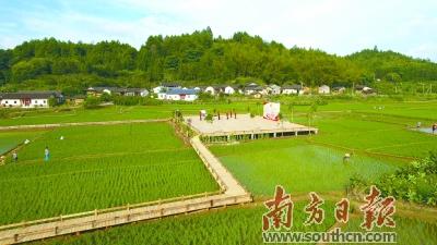 鄉愁已賦田園間 產業孕育山水中